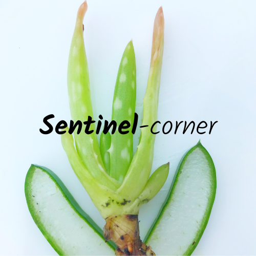 Sentinel Corner